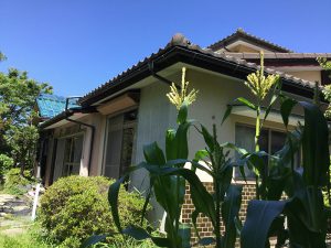 期待のトウモロコシ達と修道場 どちらも成長しています。